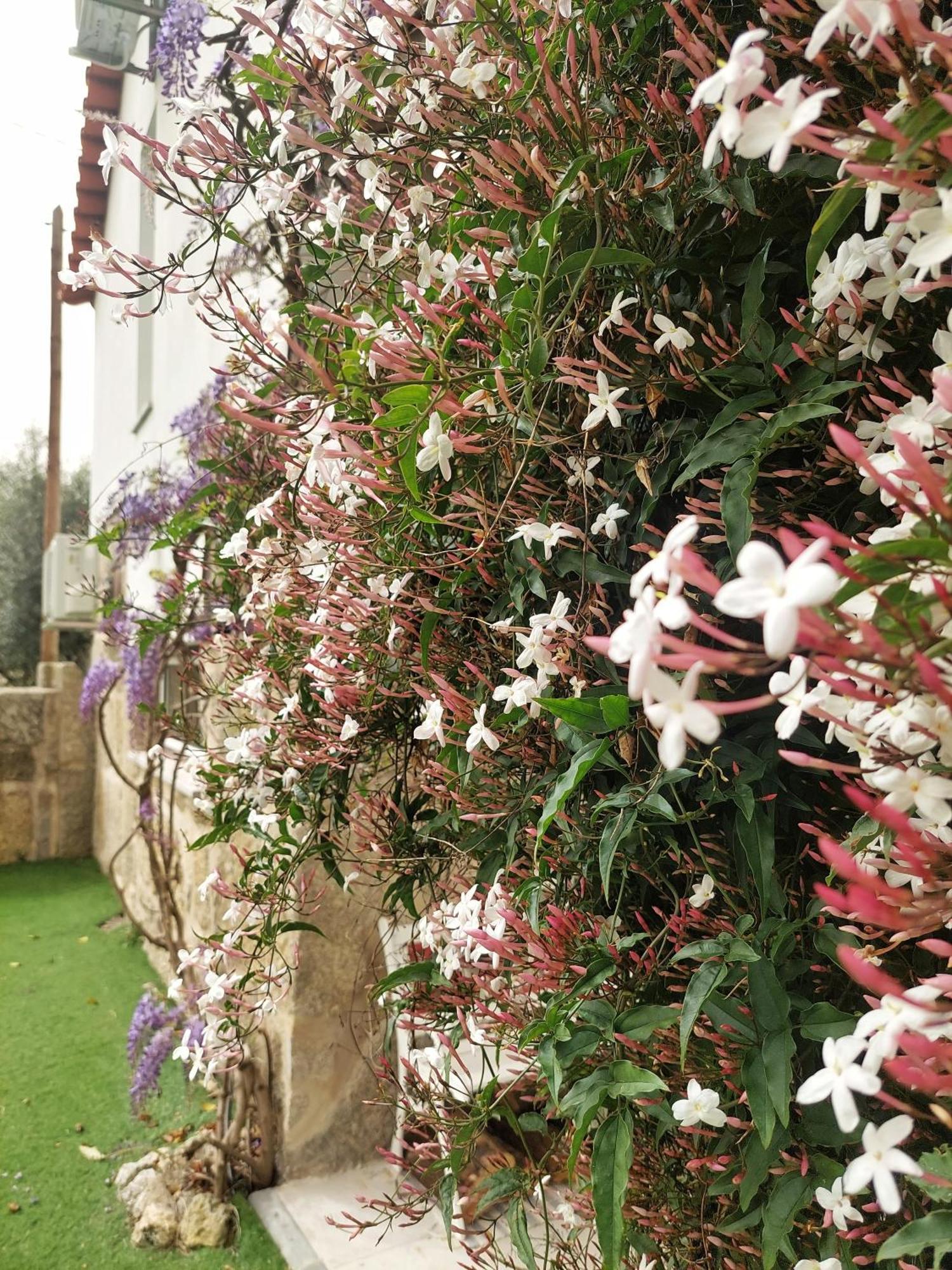 فيلا A Casa Do Soito أوليفيرا دو هوسبيتال المظهر الخارجي الصورة